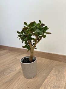 Rostlina Tlustice Crassula Ovata 32 cm - 2