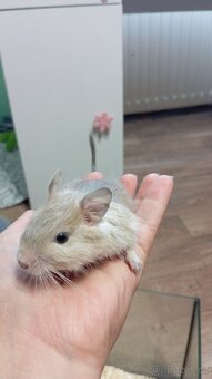 Samečci 2,5 měsíce Osmák Degu - 2