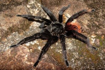 Sklípkani Brachypelma, Tliltocatl - 2