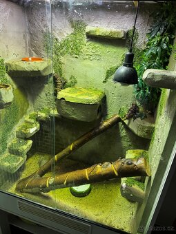 Agama hardún (Laudakia stellio) - 2