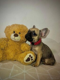Francouzský buldoček - 2