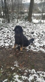 Pes hovawart ke krytí - 2