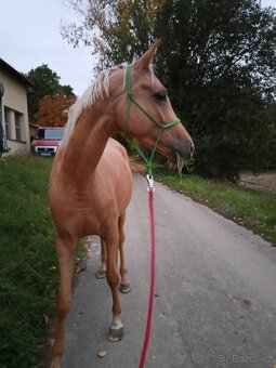 Tříletá klisna po CANNON REUVECAMP'S Z - 2