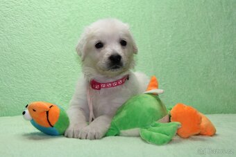 Slovenský čuvač - 2