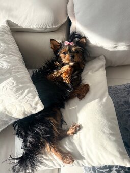 Jorkšírský teriér ke krytí - 2