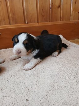 Australský ovčák - 2