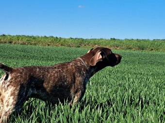 Německý ohař krátkosrstý. - 2