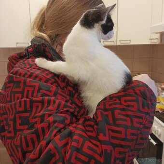 Daruji kočičku - 2