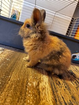 Zakrsly kralicek - 2