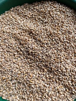 Pšenice , Ječmen - 2