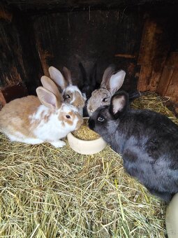 Králíci - samice - 2