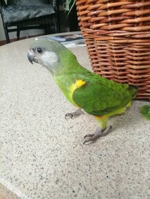 Papoušek senegalsky - 2