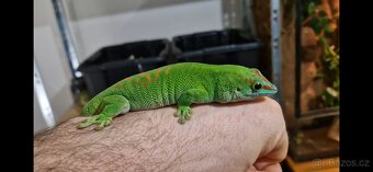 Prodám Felsuma Madagaskarska 3x - 2