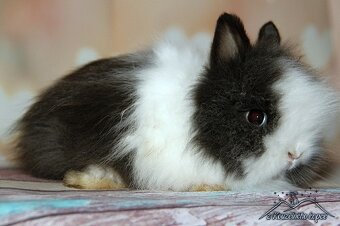 Zakrslí králíčci Teddy s VP + Minilop - doprava po ČR možná - 2