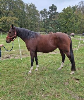 Klisna Irish horse - 2