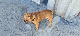 Anglicky Buldog - 2