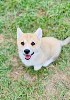 Welsh corgi pembroke s PP (FCI) - 2