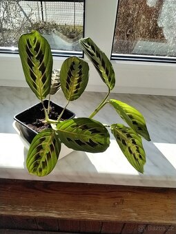 Kytka maranta - 2
