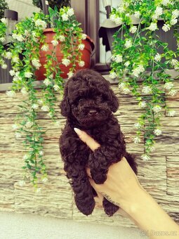 Pudl pudlik pudel toy - 2