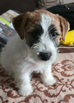Jack Russell terrier - 2