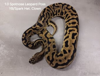 Krajta královská subadult a adult - 2
