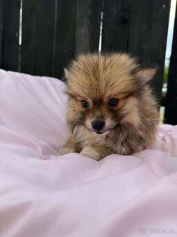 Pomeranian Štěňátko - 2