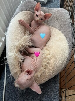 Koťata sphynx - 2