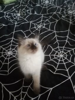 Koťata Ragdoll bez pp - 2