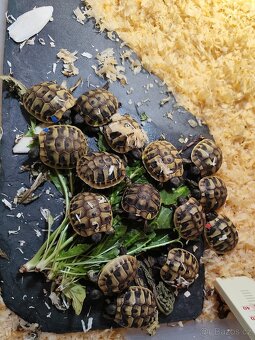Želva zelenavá (testudo hermanni boettgeri) - 2