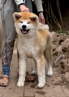 Akita Inu s průkazem původu FCI & AKIHO - odběr ihned - 2