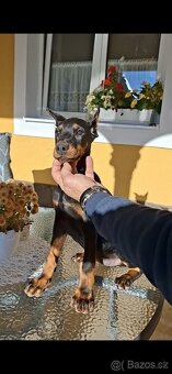 Doberman šteniatka s PP.. - 2