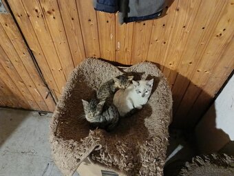 Daruji koťátka - 2