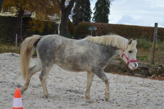 welsh mountain pony - 2