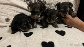 YORKŠÍRSKÝ TERIÉR - 2