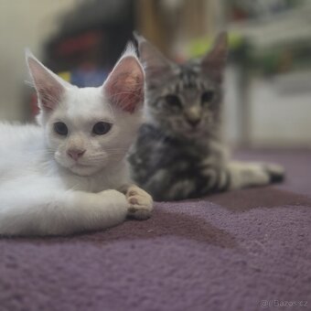 Mainská mývalí kočka - 2