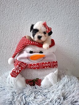 Shihtzu - 2