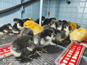 Násadová vejce a kuřata Hempšírka - 2