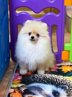 Pomeranian s PP - 2