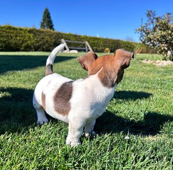 Jack russel teriér - 2