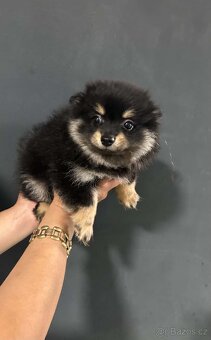 Pomeranian, Pomerian - 2