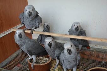 Žako kongo - 2