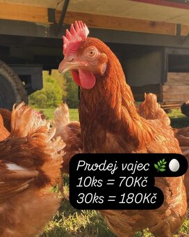 Prodej domácích vajec od slepic pasených na louce - 2