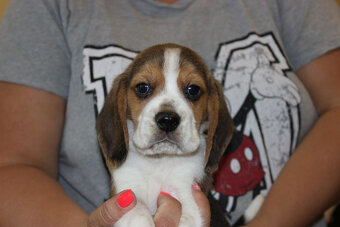 Beagle szczeniaczki po Championie Polski ZKwP (FCI) - 2