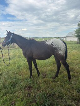 Kobylka Tara x appaloosa - 2