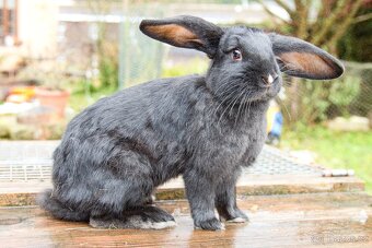 Zakrslý králík - 2