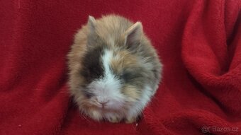 Zakrslý lvíček, králíček teddy - 2