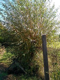 Živé vrbové stavby - 2