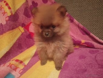 Pomeranian-špic - 2