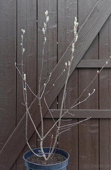 Muchovník oválný 70-80cm - vícekmen - 2