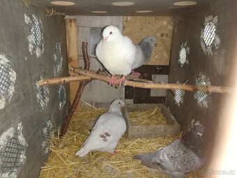 Prodám holuby Gigant - 2